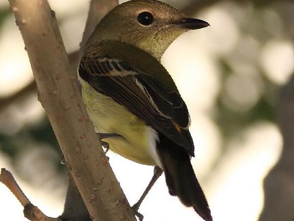 白眉[姬]鹟图片