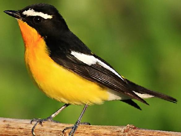 白眉[姬]鹟图片