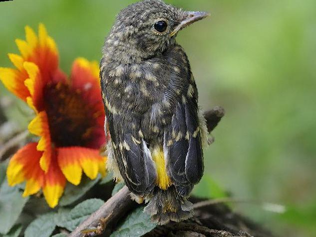 白眉[姬]鹟图片