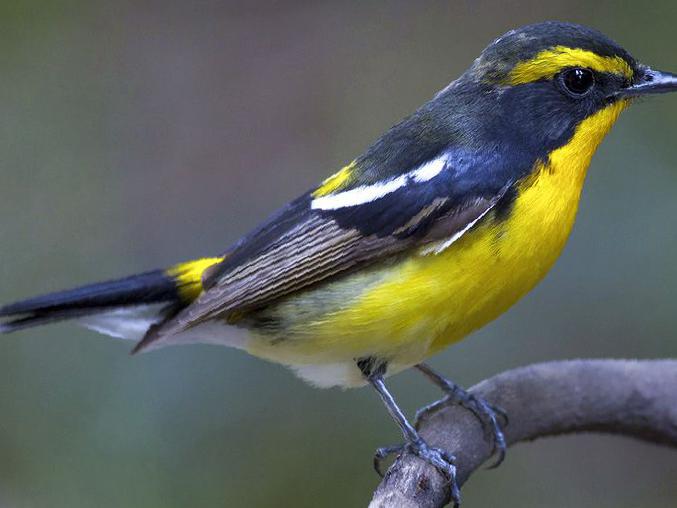 黄眉[姬]鹟图片