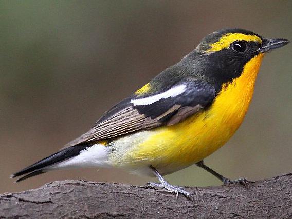 黄眉[姬]鹟图片