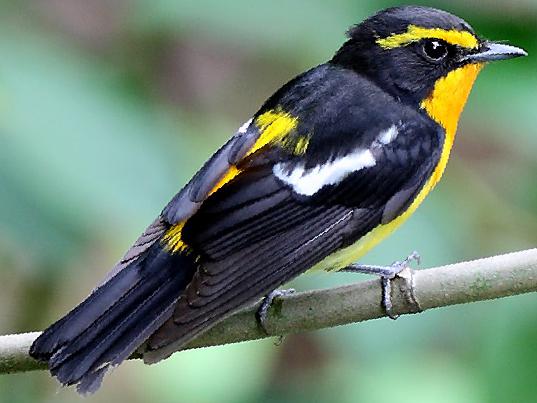 黄眉[姬]鹟图片