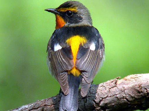 黄眉[姬]鹟图片