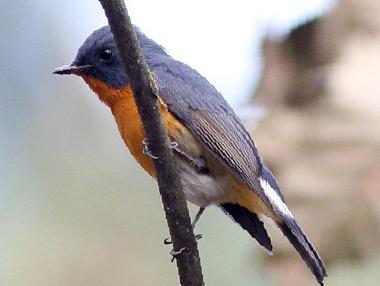 锈胸蓝[姬]鹟图片