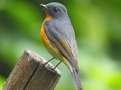 锈胸蓝[姬]鹟图片