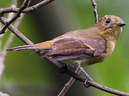 锈胸蓝[姬]鹟图片
