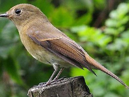 锈胸蓝[姬]鹟图片