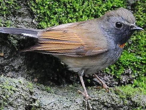 橙胸[姬]鹟图片