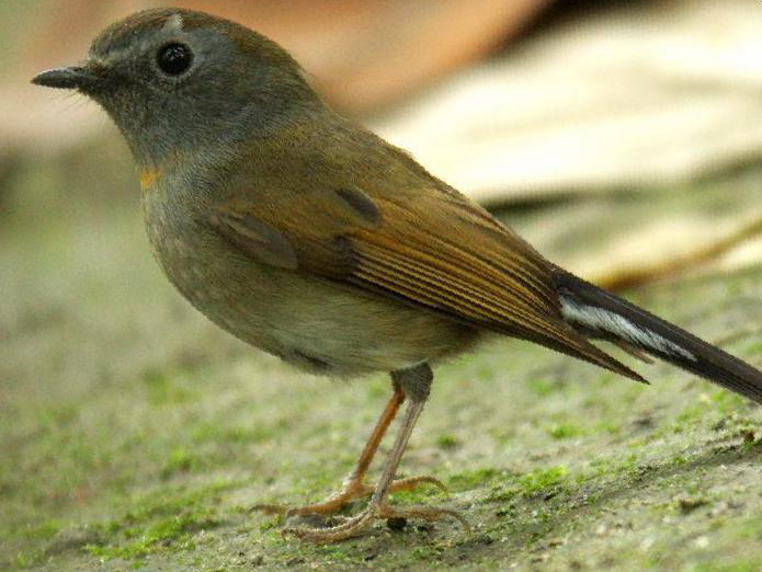 橙胸[姬]鹟图片