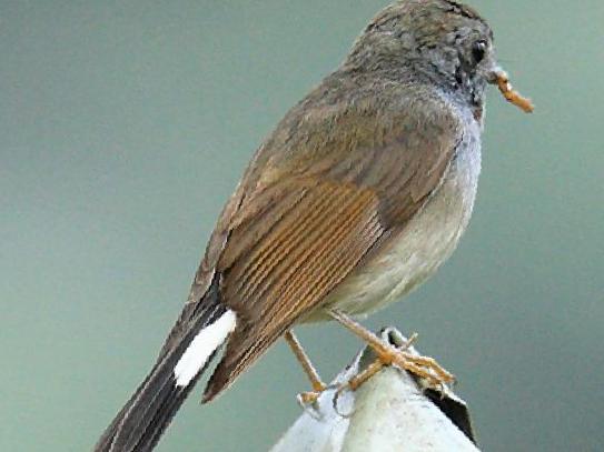 橙胸[姬]鹟图片