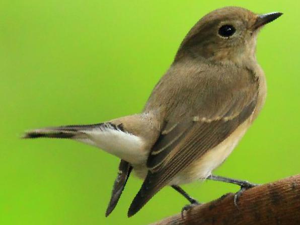 红喉[姬]鹟图片