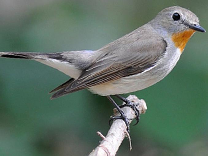 红喉[姬]鹟图片