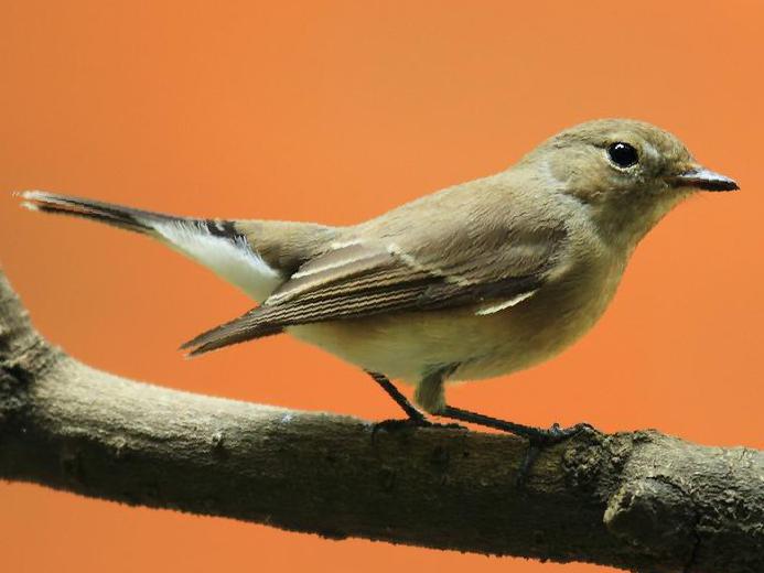 红喉[姬]鹟图片
