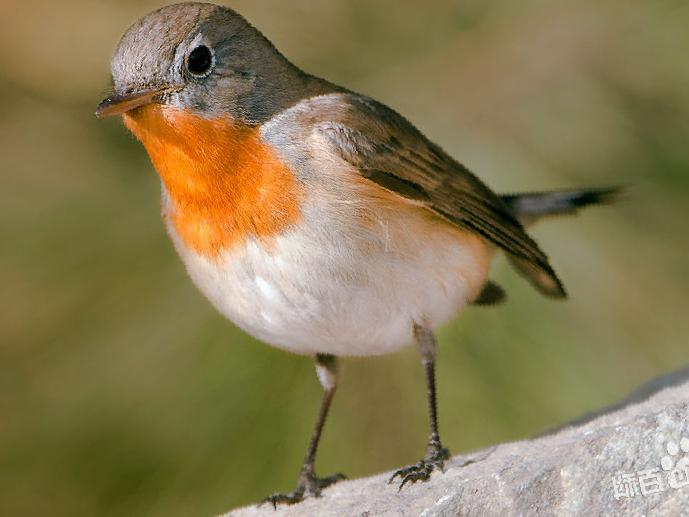 红喉[姬]鹟图片