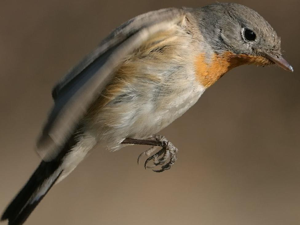 红喉[姬]鹟图片