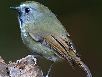 白喉[姬]鹟图片