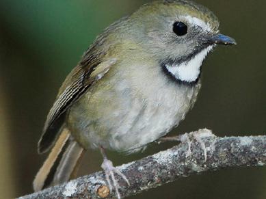 白喉[姬]鹟图片