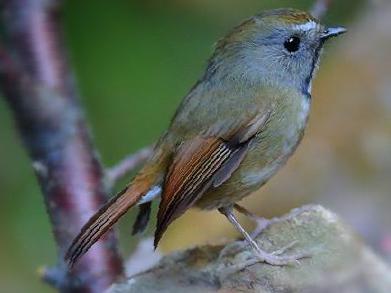 白喉[姬]鹟图片