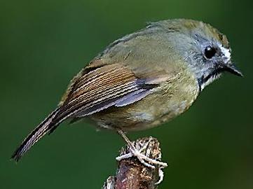 白喉[姬]鹟图片