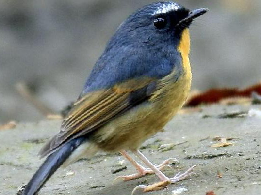 棕胸蓝[姬]鹟图片