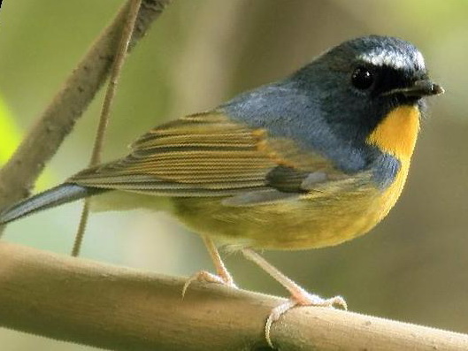 棕胸蓝[姬]鹟图片