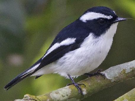 小斑[姬]鹟图片