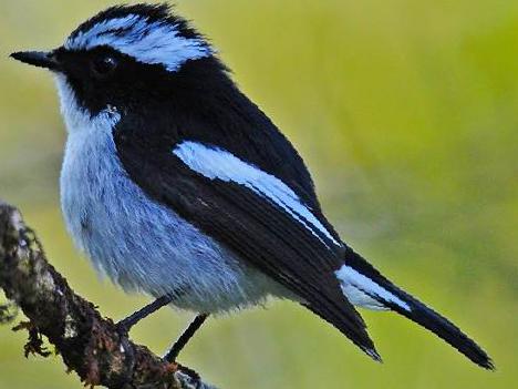 小斑[姬]鹟图片