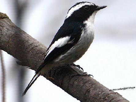 小斑[姬]鹟图片