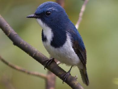 白眉蓝[姬]鹟图片