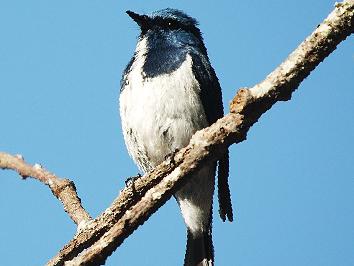 白眉蓝[姬]鹟图片