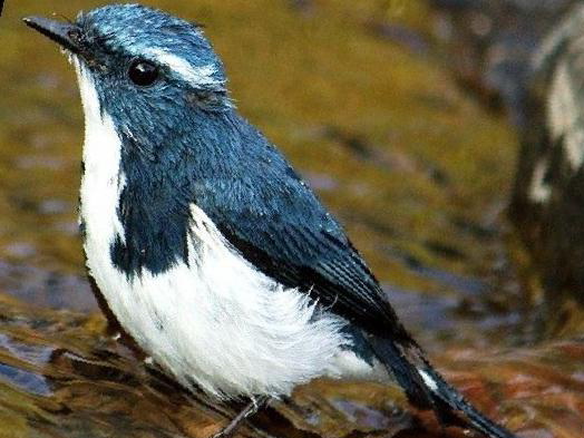 白眉蓝[姬]鹟图片