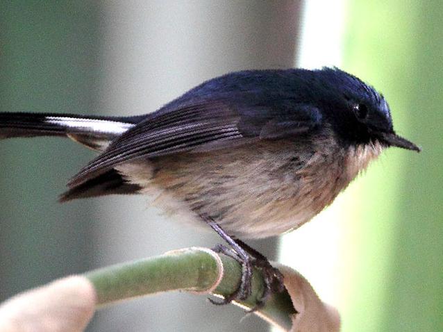 灰蓝[姬]鹟图片