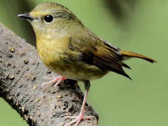 灰蓝[姬]鹟图片