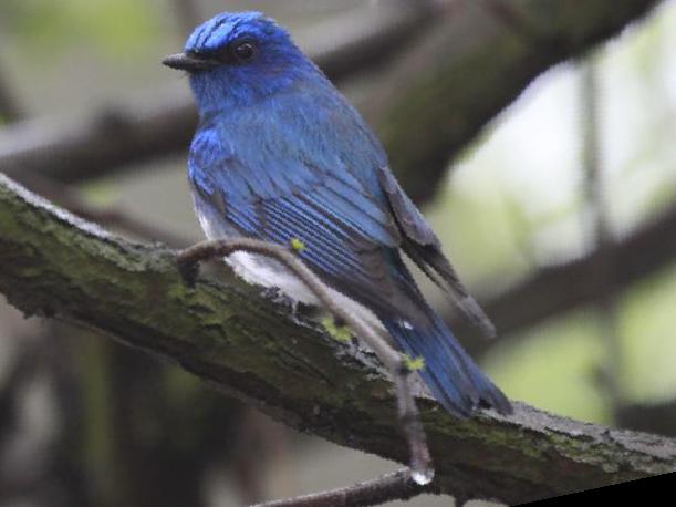 白腹[姬]鹟图片