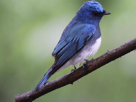 白腹[姬]鹟图片