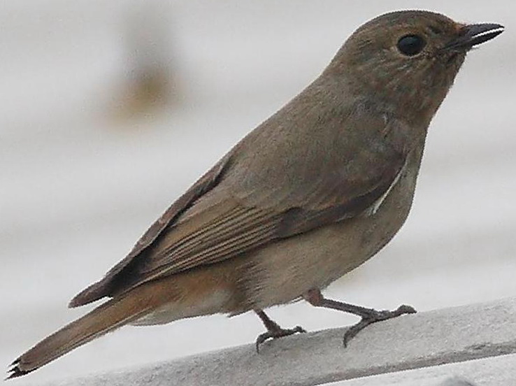 白腹[姬]鹟图片