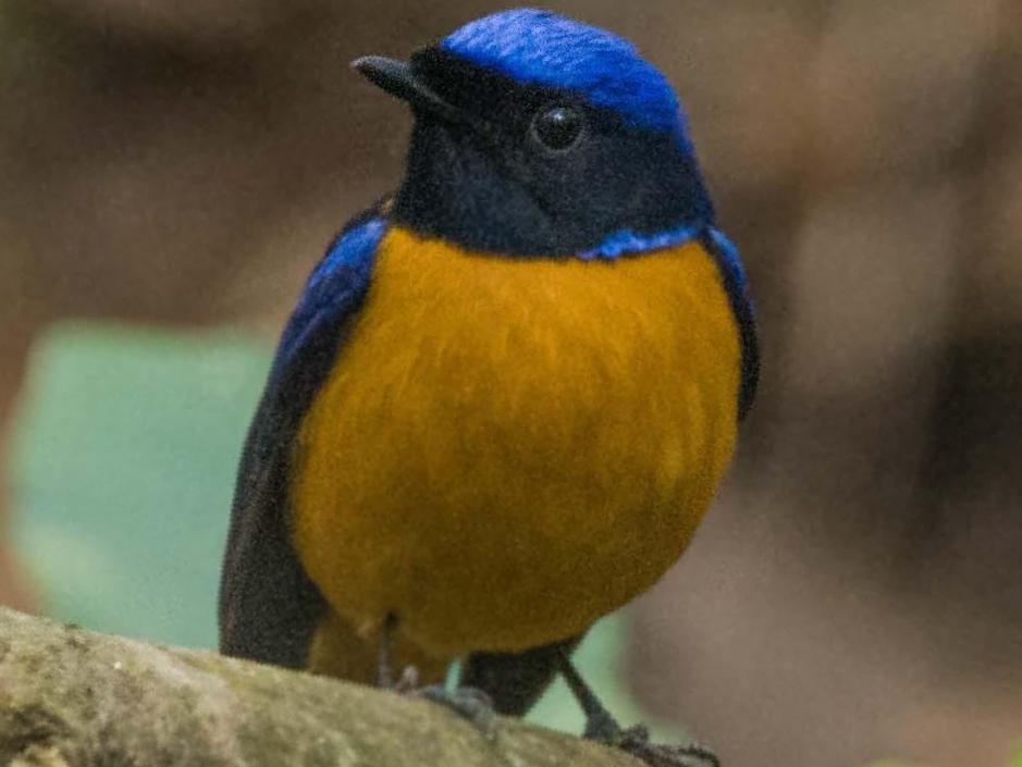 棕腹大仙鹟图片