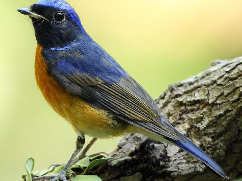 棕腹大仙鹟图片