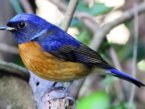 棕腹大仙鹟图片