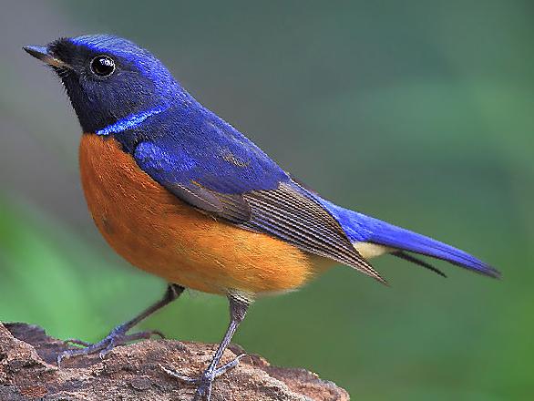 棕腹大仙鹟图片