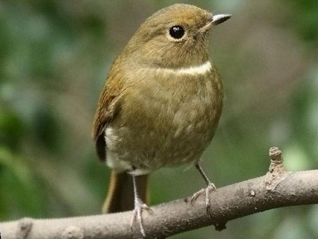 棕腹大仙鹟图片