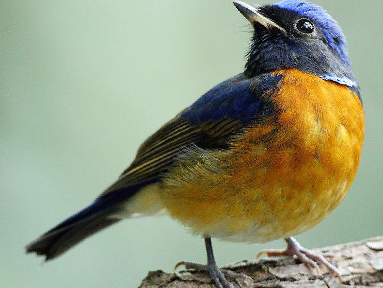 棕腹大仙鹟图片