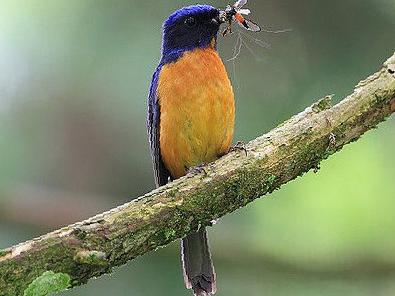 棕腹蓝仙鹟图片