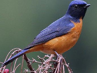 棕腹蓝仙鹟图片