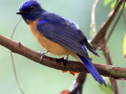 棕腹蓝仙鹟图片