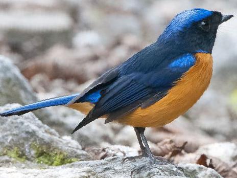 棕腹蓝仙鹟图片