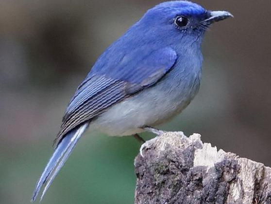 白尾蓝仙鹟图片