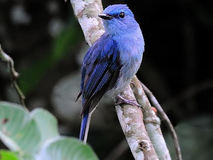 白尾蓝仙鹟图片