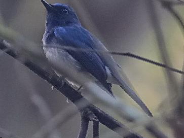 白尾蓝仙鹟图片