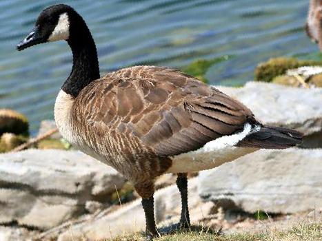 加拿大雁图片